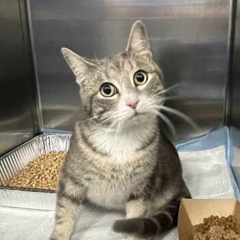 Domestic Short Hair Cats Available for Adoption in Greensboro, North Carolina - Batman | PetCurious