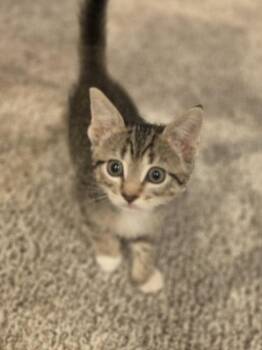 Ashley           KK-5 -  Domestic Short Hair Cat for Adoption in Metamora, Illinois - Ashley           KK-5 | PetCurious