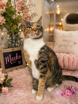 Meeko -  Domestic Short Hair Cat for Adoption in Tavares, Florida - Meeko | PetCurious
