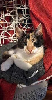 Calico and Tabby Cats Available for Adoption in Cuyahoga Falls, Ohio - Margaery | PetCurious