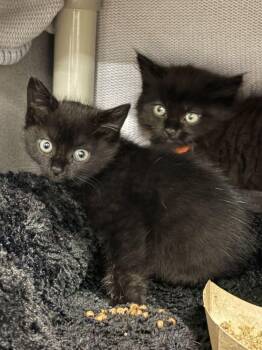 Caution -  Domestic Short Hair Cat for Adoption in Alexandria, Virginia - Caution | PetCurious
