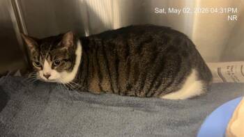 Domestic Short Hair Cats Available for Adoption in Ocala, Florida - PAWS | PetCurious