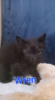 Wren -  Domestic Medium Hair Cat for Adoption in Yuma, Arizona - Wren | PetCurious