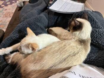 Siamese and Tabby Cats Available for Adoption in Austin, Texas - Toasty 2 | PetCurious