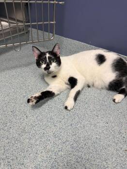 Rescue Domestic Short Hair Cats for Adoption in Torrance, California - Lionel | PetCurious