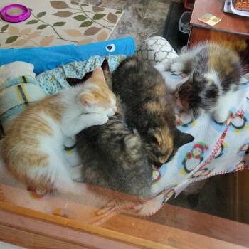 Dandelion (Dandy) -  Domestic Medium Hair Cat for Adoption in Traverse City, Michigan - Dandelion (Dandy) | PetCurious