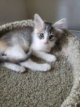 Nutmeg -  Dilute Calico Cat for Adoption in Parlier, California - Nutmeg | PetCurious
