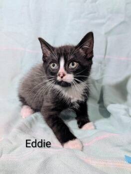 Eddie -  Domestic Short Hair Cat Available for Adoption in Emerald Isle, North Carolina - Eddie | PetCurious