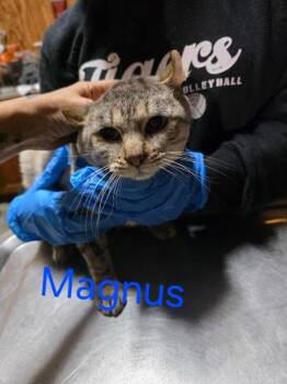 Rescue Highland Fold Cats for Adoption in Zimmerman, Minnesota - Magnus | PetCurious