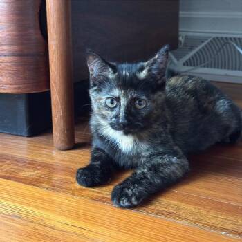 Orion -  Domestic Short Hair Cat for Adoption in Gibsonia, Pennsylvania - Orion | PetCurious
