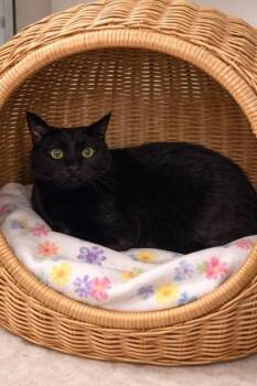 Blynken -  Domestic Short Hair Cat for Adoption in North Richland Hills, Texas - Blynken | PetCurious