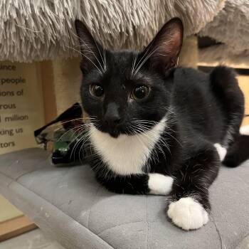 Oreo -  Domestic Short Hair Cat for Adoption in Tustin, California - Oreo | PetCurious