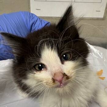 Rescue Domestic Short Hair Cats for Adoption in Yuma, Arizona - Carson | PetCurious