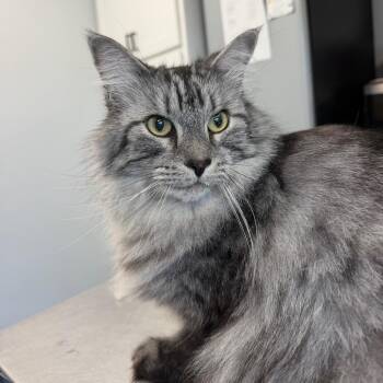 Ben Patterson -  Domestic Long Hair and Maine Coon Cat for Adoption in Watertown, New York - Ben Patterson | PetCurious