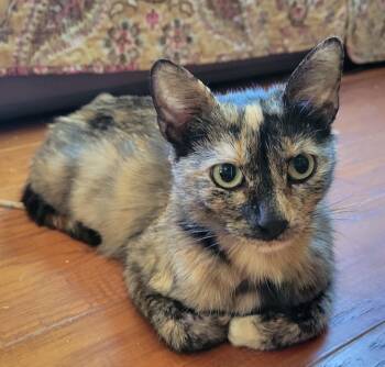 Celeste -  Tortoiseshell Cat for Adoption in San Diego, California - Celeste | PetCurious