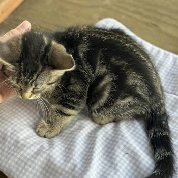 Loaf - (AB) -  Domestic Short Hair Cat for Adoption in Burlington, Washington - Loaf - (AB) | PetCurious