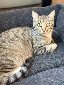 Maggy -  Domestic Short Hair Cat for Adoption in Fort Worth, Texas - Maggy | PetCurious