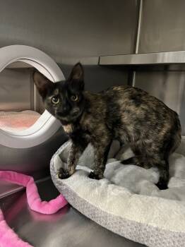 Rescue Domestic Short Hair Cats for Adoption in Oakdale, California - Asiago | PetCurious