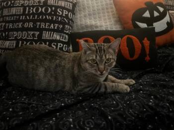 Rescue Domestic Short Hair Cats for Adoption in Oceanside, California - Elina | PetCurious