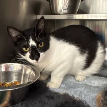 Domestic Short Hair Cats Available for Adoption in Springfield, Illinois - Chevy | PetCurious