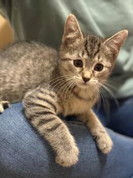 Rebekah -  Domestic Short Hair Cat for Adoption in Harbor Springs, Michigan - Rebekah | PetCurious