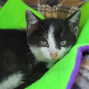 Kimchi -  Domestic Short Hair Cat Available for Adoption in Nashville, Indiana - Kimchi | PetCurious