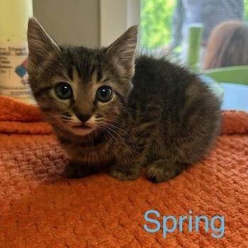 Spring -  Domestic Short Hair Cat for Adoption in Knoxville, Tennessee - Spring | PetCurious