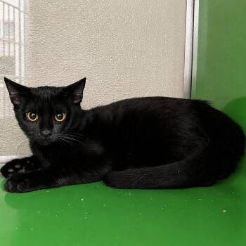 CADENCE -  Domestic Short Hair Cat for Adoption in Richmond, California - CADENCE | PetCurious