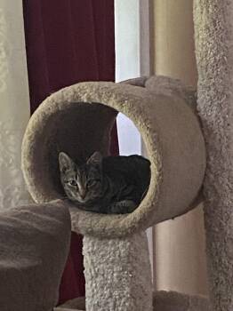 Sonny Bono -  Exotic Shorthair and Domestic Short Hair Cat for Adoption - Sonny Bono | PetCurious