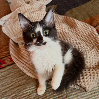 Rescue Domestic Long Hair Cats for Adoption in Huntersville, North Carolina - Shay | PetCurious