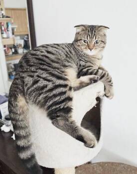 Mochi and Nala - MAGIC bonded exotic kittens - VIDEOS - EMERGENC -  Scottish Fold Cat for Adoption in Bedford Hills, New York - Mochi And Nala - MAGIC Bonded Exotic Kittens - VIDEOS - EMERGENC | PetCurious