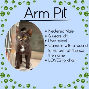 Armpit -  Domestic Short Hair Cat Available for Adoption in Junction City, Kansas - Armpit | PetCurious