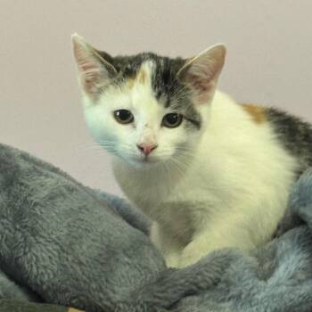 Mary Jane -  Domestic Short Hair Cat for Adoption in West Plains, Missouri - Mary Jane | PetCurious