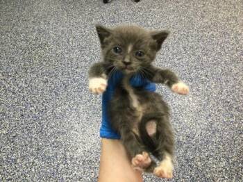 Domestic Short Hair Cats Available for Adoption in Thousand Palms, California - A1913629 | PetCurious
