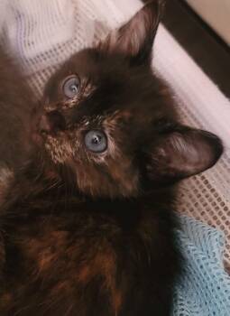 Tortoiseshell Cats Available for Adoption in Boonville, Missouri - Dottie | PetCurious