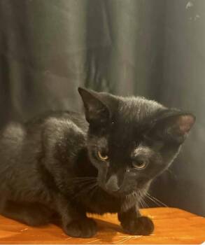 Remi -  Domestic Short Hair Cat for Adoption in Little Rock, Arkansas - Remi | PetCurious