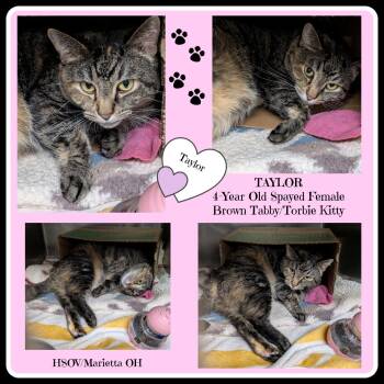 Tabby and Torbie Cats Available for Adoption in Marietta, Ohio - Taylor Aka Lily (Spayed) (Photos 3/20/2026) | PetCurious