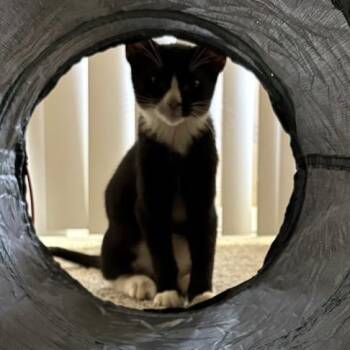 Bellagio -  Domestic Medium Hair Cat for Adoption in Westminster, California - Bellagio | PetCurious