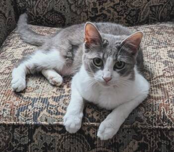 Rescue Domestic Short Hair Cats for Adoption in Austintown, Ohio - Sparkles | PetCurious