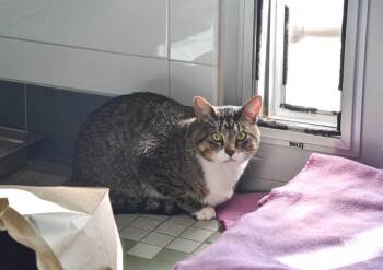 Rescue Domestic Short Hair Cats for Adoption in Loveland, Colorado - ALPINE | PetCurious