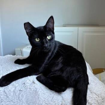 Rescue Domestic Short Hair Cats for Adoption in Los Altos, California - Luna - Female Teen Kitten | PetCurious