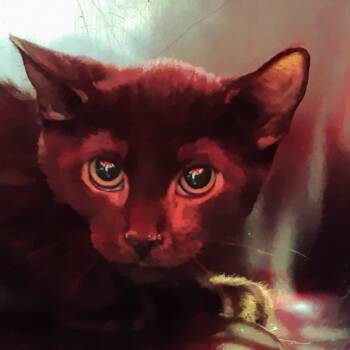 Domestic Short Hair Cats Available for Adoption in Allentown, Pennsylvania - Molasses | PetCurious