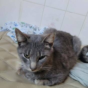 Domestic Short Hair Cats Available for Adoption in Quakertown, Pennsylvania - Little Frog | PetCurious