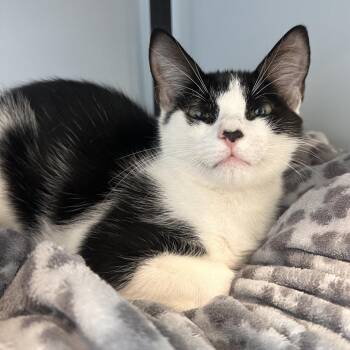 Pizookie -  Domestic Short Hair Cat for Adoption in Boston, Massachusetts - Pizookie | PetCurious