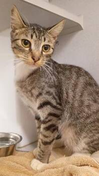 Harvey -  Domestic Short Hair Cat for Adoption in Atlanta, Georgia - Harvey | PetCurious