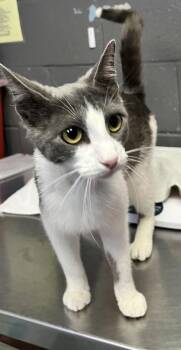 Peaceful -  Domestic Short Hair Cat for Adoption in Fort Worth, Texas - Peaceful | PetCurious