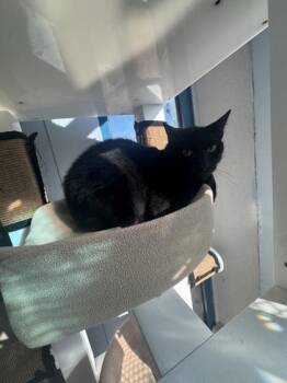 Domestic Short Hair Cats Available for Adoption in Conway, South Carolina - Ebony | PetCurious