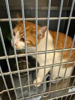 Domestic Short Hair Cats Available for Adoption in Gallatin, Tennessee - Bone Head | PetCurious