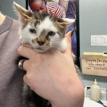 Domestic Short Hair Cats Available for Adoption - Pudding | PetCurious