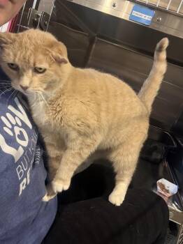 Domestic Short Hair Cats Available for Adoption in Bolton, Connecticut - Cougar | PetCurious